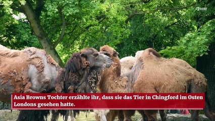 Eine Frau führt leise ihr Kamel durch die Straßen Englands