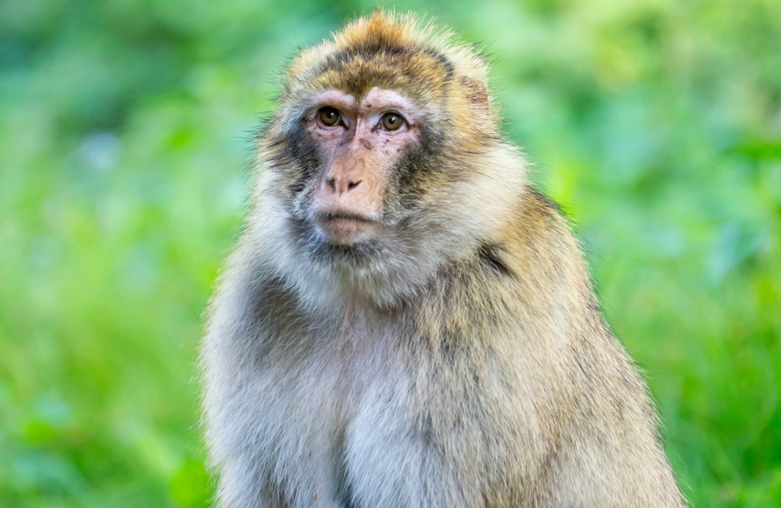 Scientists have developed a brain chip that reduces risk-taking in monkeys.