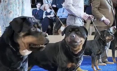 बॉलीवुड वाले ऐसी फिल्में 100 जन्म में भी नहीं बना सकते है! Part-22