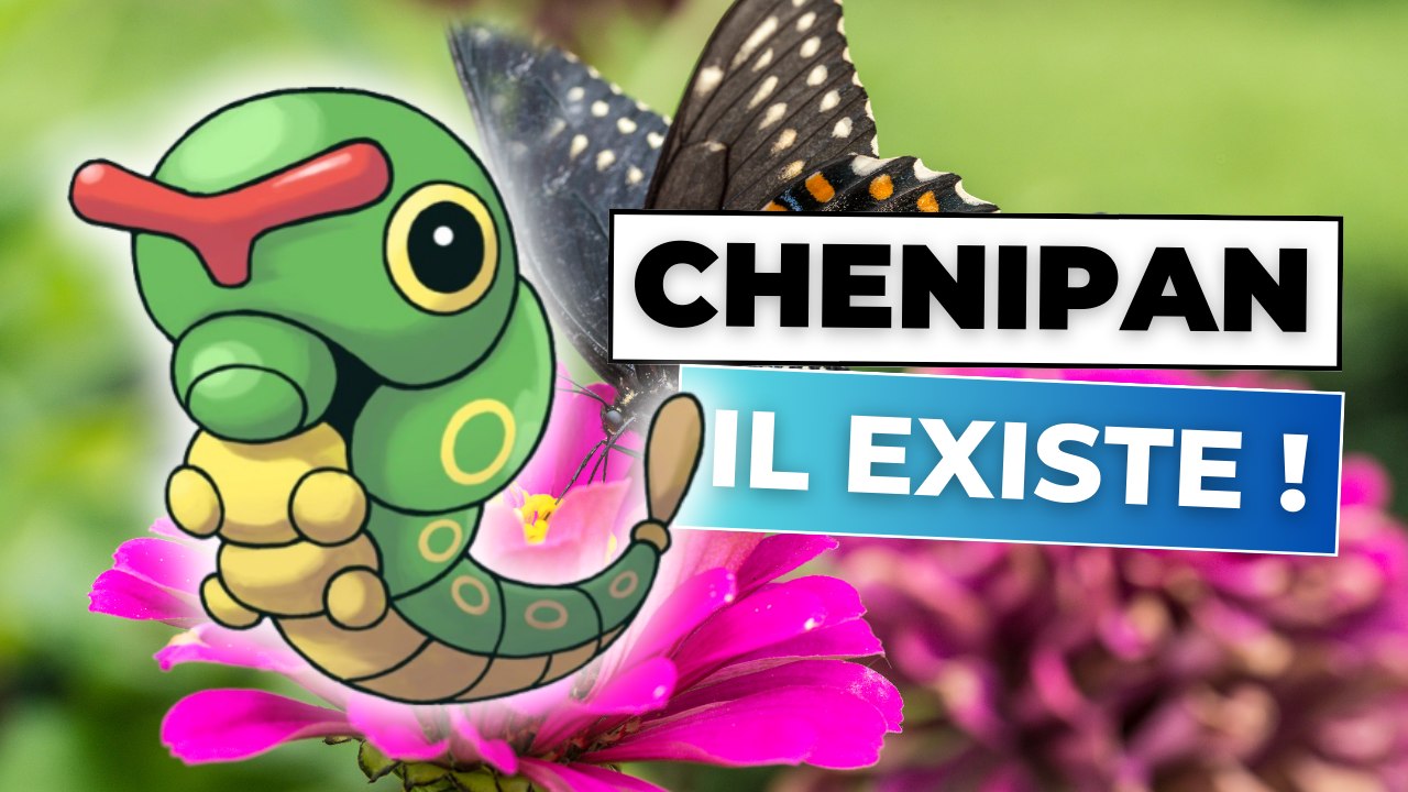 CHENIPAN EXISTE !