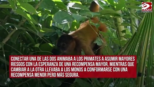 Científicos crean un chip cerebral para reducir la asunción de riesgos en los monos