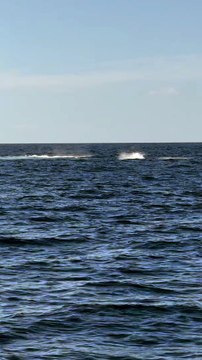 Whales Beautifully Breaching The Waves