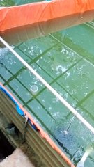 Pakan pasta cukup membantu pembentukan pencernaan larva lele