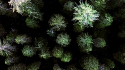 Alicia en el país de las pesadillas - Trailer Subtitulado