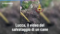 Lucca, il video del salvataggio di un cane