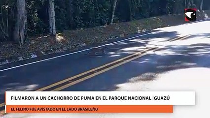 Filmaron a un cachorro de puma en el Parque Nacional Iguazú