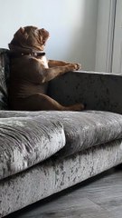 Dog Pouts Like A Human