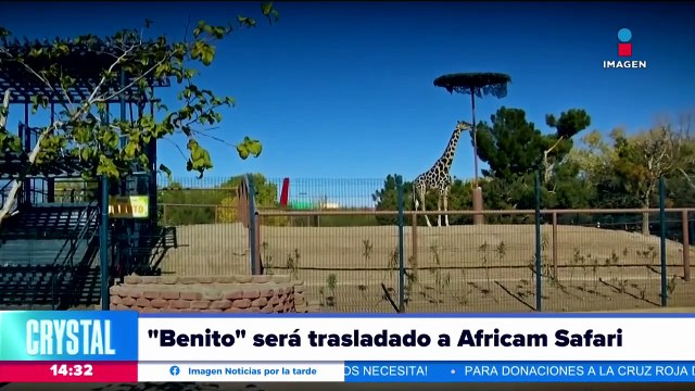 La jirafa Benito será traladado al Africam Safari en Puebla