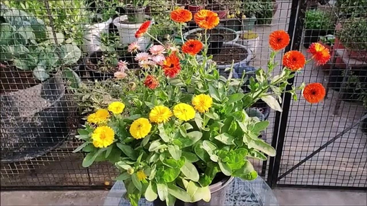 Easiest Flower To Grow From Seed _ CALENDULA _ SEED TO FLOWER video