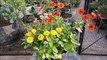 Easiest Flower To Grow From Seed _ CALENDULA _ SEED TO FLOWER