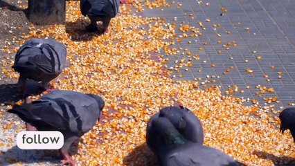 Cute Pigeons eating grains in a footpath
