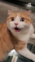 #cats_#cutecat_#funnycats_#explore_#cuteanimals_#shorts_#cat