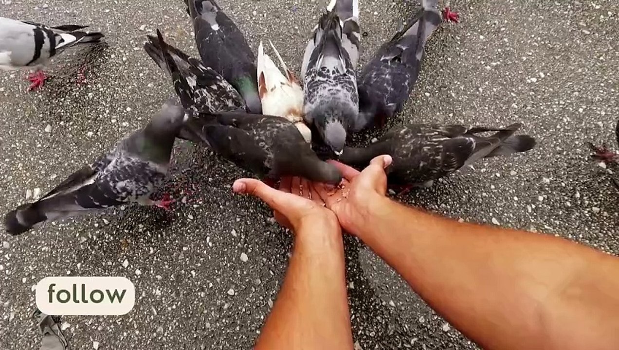 Pigeons eating and enjoing in hands