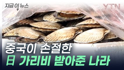 중국이 거부한 일본산 '가리비' 받아준 나라는? [지금이뉴스] / YTN