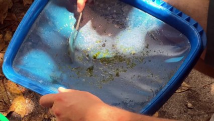 Turtles tagged off Queensland coast as part of monitoring study