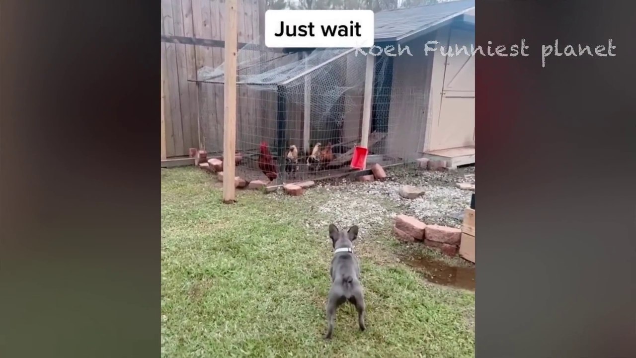 Funny Dogs And Cats Videos 2024  - Best Funniest Animal Videos Of The week