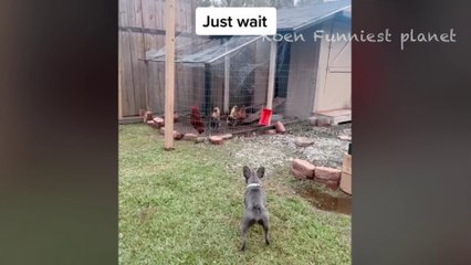 Funny Dogs And Cats Videos 2024  - Best Funniest Animal Videos Of The week