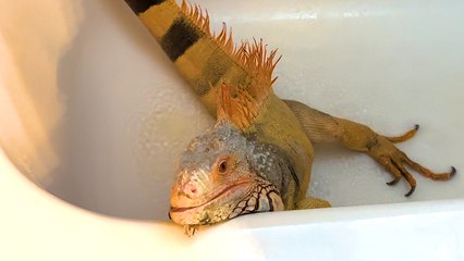 Needy Iguana Demands Dad's Attention 24/7