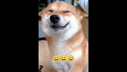 Try Not to Laugh Challenge 😄