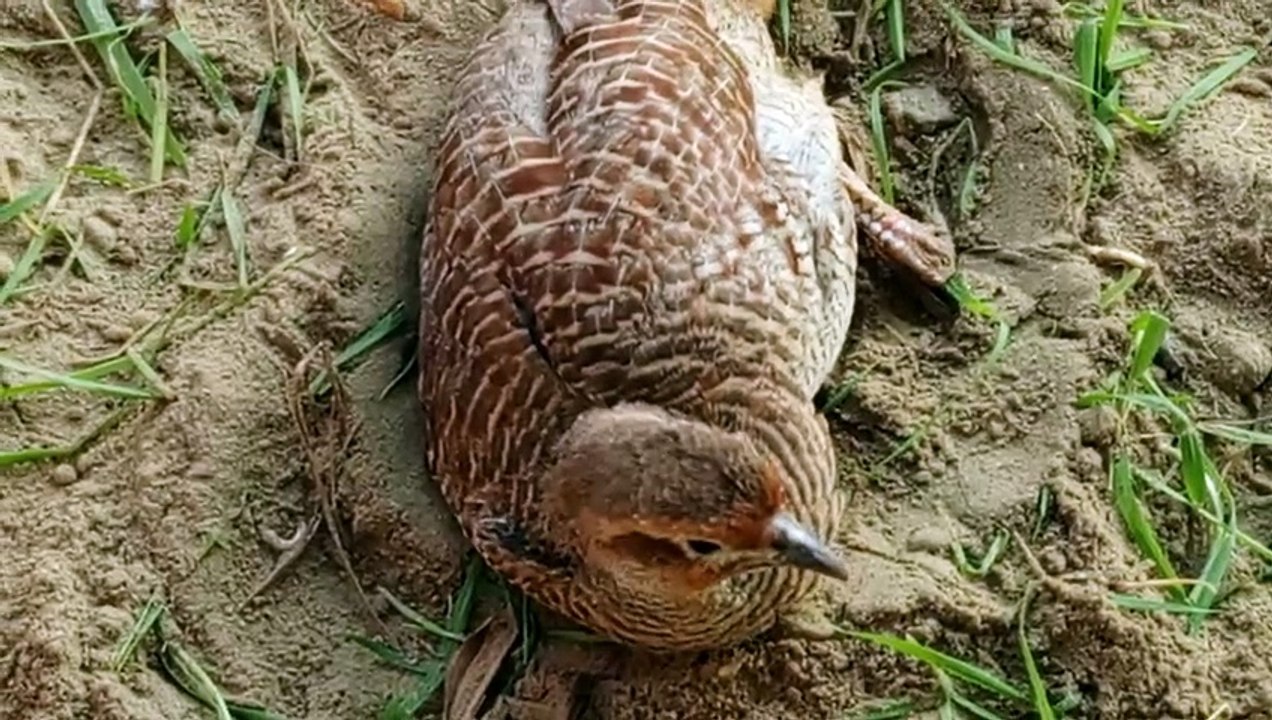 teetar wild pakshi