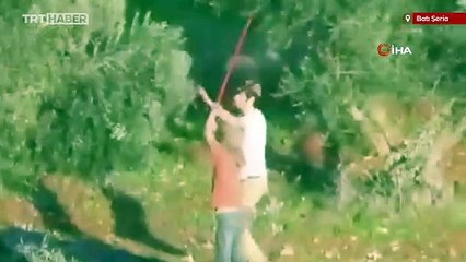 Yahudi işgalciler Filistinlilere ait zeytinleri çaldı
