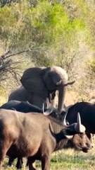elephant, Buffaloes, lion's wildlife photographer #shortsfeed