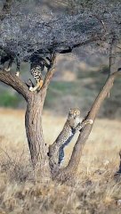 Cheetah Family in the Wild 🐆