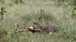 leopard killed a impala, wildlife photographer #animal #wildlife