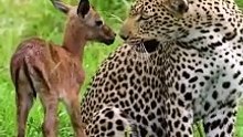 leopard playing with a baby impala #animal #wildlife