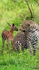 leopard playing with a baby impala #animal #wildlife