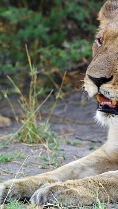 #cute #lion #cub wakes mom #shorts #babyanimals