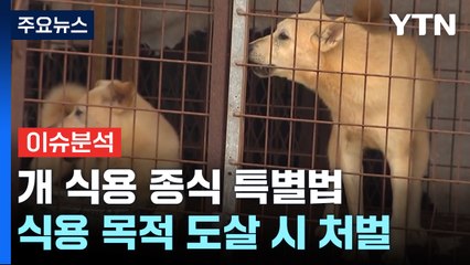 [더뉴스] '개 식용 금지법' 오늘 본회의 처리...달라지는 점은? / YTN