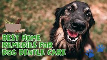 DIY Dog Dental Care: Effective Home Remedies for Tooth Infections 