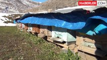 Şırnak'ta arılar kış uykusunda arıcılar nöbette