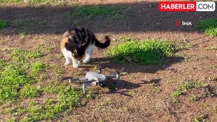 Kedinin dron ile oyunu gülümsetti