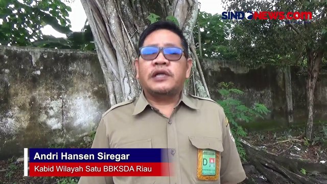 Habitatnya Terendam Banjir, 2 Gajah Liar Masuk Pemukiman Warga