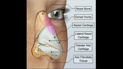 Chỉnh hình mũi gù | Bệnh Viện Thẩm Mỹ Việt Mỹ - BS Thái