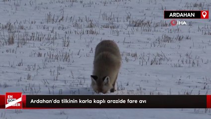 Ardahan’da tilkinin karla kaplı arazide fare avı
