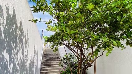 Appartement à louer F3 à Aérodrome Magenta,   Nestenn Nouméa