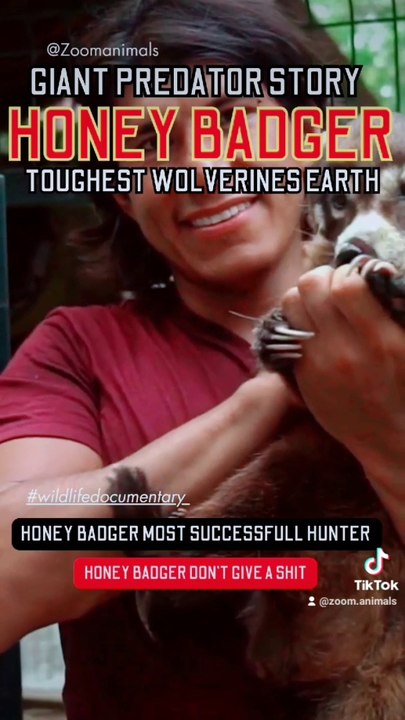 Honeybader most successfull hunter, honey badger don't give a shit, 4k video, toughest Animals earth, honey badger don't care #shorts #bhfyp #hope #Holidays #hoodies #honeymoon #honeycomb #honesty #honda #honeybadger #