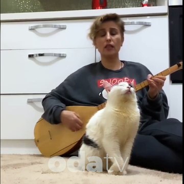 Kedi türkü dinlerken kendinden geçti! Bu nasıl bir aşktır yere göğe sığmaz…