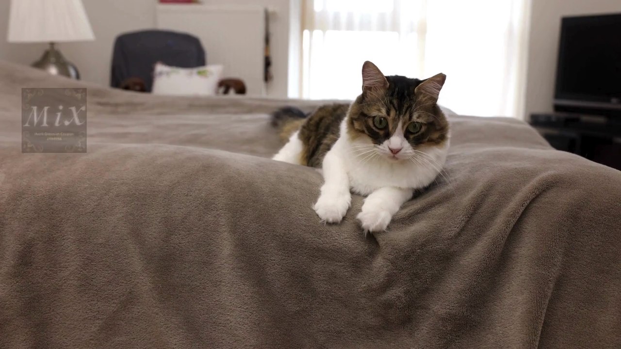 Disadvantages of Cat Ownership #mix #cats #breedingcats