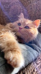 Does raising cats have drawbacks? #mix #breeding_cats #meow_mania