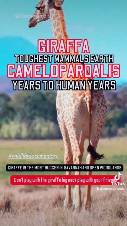 Wild Animals 4k video, girafee big neck, most inhabit and survived open WOODLANDS, giant camelopardalis #shorts #bhfyp #hope #Holidays #hoodies #honeymoon #honeycomb #honesty #honda #honeybadger #honeybadgernation #honeybadgerdontcare #homeimprovemen