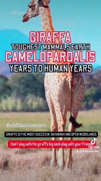Wild Animals 4k video, girafee big neck, most inhabit and survived open WOODLANDS, giant camelopardalis #shorts #bhfyp #hope #Holidays #hoodies #honeymoon #honeycomb #honesty #honda #honeybadger #honeybadgernation #honeybadgerdontcare #homeimprovemen