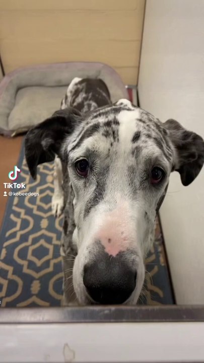 Zoe, the best great dane