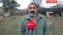 Sivas'ta Kangal köpeklerinin kışlık postlarına geçişleri gecikti
