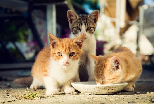 30 Millions d’Amis : un manoir à chats va bientôt ouvrir ses portes en Ariège, grâce à une généreuse donatrice