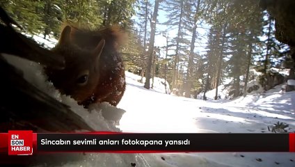 Sincabın sevimli anları fotokapana yansıdı