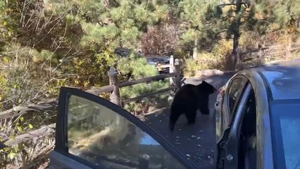 Bear Destroys Car to Snatch M&M’s 🍫